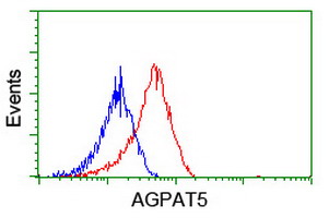 AGPAT5 Antibody - Flow cytometry of HeLa cells, using anti-AGPAT5 antibody (Red), compared to a nonspecific negative control antibody (Blue).