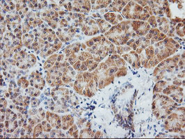 AGPAT5 Antibody - IHC of paraffin-embedded Human pancreas tissue using anti-AGPAT5 mouse monoclonal antibody.