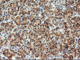 AGPAT5 Antibody - IHC of paraffin-embedded Human pancreas tissue using anti-AGPAT5 mouse monoclonal antibody.