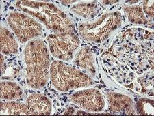 AGPAT5 Antibody - IHC of paraffin-embedded Human Kidney tissue using anti-AGPAT5 mouse monoclonal antibody.