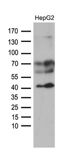 AGPAT9 / MAG1 Antibody - Western blot analysis of extracts. (35ug) from HEPG2 cell line by using anti-AGPAT9 monoclonal antibody. (1:500)