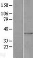 AGPAT9 / MAG1 Protein - Western validation with an anti-DDK antibody * L: Control HEK293 lysate R: Over-expression lysate