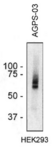 AGPS Antibody - Western blotting analysis of AGPS in HEK293 cell lysate using monoclonal antibody AGPS-03.