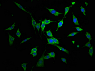 AGPS Antibody - Immunofluorescence staining of NIH/3T3 cells at a dilution of 1:166, counter-stained with DAPI. The cells were fixed in 4% formaldehyde, permeabilized using 0.2% Triton X-100 and blocked in 10% normal Goat Serum. The cells were then incubated with the antibody overnight at 4 °C.The secondary antibody was Alexa Fluor 488-congugated AffiniPure Goat Anti-Rabbit IgG (H+L) .