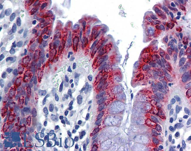 AGR2 Antibody - Anti-AGR2 antibody IHC of human colon. Immunohistochemistry of formalin-fixed, paraffin-embedded tissue after heat-induced antigen retrieval. Antibody concentration 5 ug/ml.  This image was taken for the unconjugated form of this product. Other forms have not been tested.