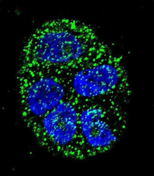 AGR2 Antibody - Confocal immunofluorescence of AGR2 Antibody with WiDr cell followed by Alexa Fluor 488-conjugated goat anti-rabbit lgG (green). DAPI was used to stain the cell nuclear (blue).