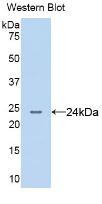 AGR2 Antibody - Western Blot; Sample: Recombinant AGR2, Human.