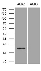 AGR2 Antibody - HEK293T cells were transfected with the pCMV6-ENTRY AGR2 Left lane) or pCMV6-ENTRY AGR3. (Right lane) cDNA for 48 hrs and lysed. Equivalent amounts of cell lysates. (5 ug per lane) were separated by SDS-PAGE and immunoblotted with anti-AGR2. (1:500)