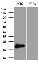 AGR2 Antibody - HEK293T cells were transfected with the pCMV6-ENTRY control AGR2. (Left lane) and pCMV6-ENTRY control AGR3(Right lane). (1:2000)