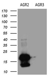 AGR2 Antibody - HEK293T cells were transfected with the pCMV6-ENTRY AGR2 Left lane) or pCMV6-ENTRY AGR3. (Right lane) cDNA for 48 hrs and lysed. Equivalent amounts of cell lysates. (5 ug per lane) were separated by SDS-PAGE and immunoblotted with anti-AGR2. (1:2000)
