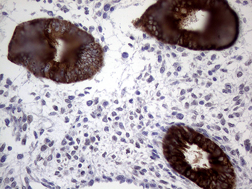 AGR2 Antibody - Immunohistochemical staining of paraffin-embedded Human endometrium tissue within the normal limits using anti-AGR2 mouse monoclonal antibody. (Heat-induced epitope retrieval by 1mM EDTA in 10mM Tris buffer. (pH8.5) at 120°C for 3 min. (1:2000)