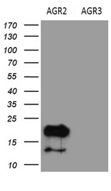 AGR2 Antibody - HEK293T cells were transfected with the pCMV6-ENTRY AGR2 Left lane) or pCMV6-ENTRY AGR3. (Right lane) cDNA for 48 hrs and lysed. Equivalent amounts of cell lysates. (5 ug per lane) were separated by SDS-PAGE and immunoblotted with anti-AGR2. (1:2000)