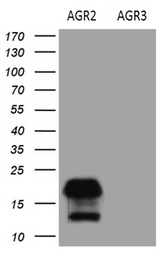 AGR2 Antibody - HEK293T cells were transfected with the pCMV6-ENTRY AGR2 Left lane) or pCMV6-ENTRY AGR3. (Right lane) cDNA for 48 hrs and lysed. Equivalent amounts of cell lysates. (5 ug per lane) were separated by SDS-PAGE and immunoblotted with anti-AGR2. (1:2000)