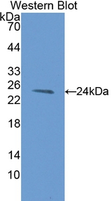 AGR2 Antibody