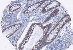 AGR2 Antibody - Immunohistochemistry-Paraffin: AG-2 Antibody - Immunohistochemical staining with anti- AG-2 antibody, in formalin-fixed, paraffin-embedded normal colon tissue at 1:100 dilution.  This image was taken for the unconjugated form of this product. Other forms have not been tested.