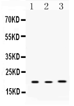 AGR2 Antibody - Western blot - Anti-Anterior Gradient 2 Picoband Antibody