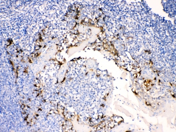 AGR2 Antibody - IHC testing of FFPE human tonsil tissue with AGR2 antibody at 1ug/ml. Required HIER: steam section in pH6 citrate buffer for 20 min and allow to cool prior to testing.