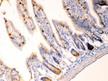 AGR2 Antibody - IHC testing of FFPE mouse intestine tissue with AGR2 antibody at 1ug/ml. Required HIER: steam section in pH6 citrate buffer for 20 min and allow to cool prior to testing.
