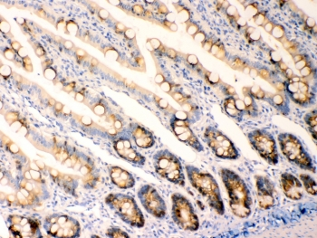 AGR2 Antibody - IHC testing of FFPE rat intestine tissue with AGR2 antibody at 1ug/ml. Required HIER: steam section in pH6 citrate buffer for 20 min and allow to cool prior to testing.