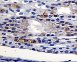 AGR2 Antibody - Detection of AGR2 in mouse kidney.  This image was taken for the unconjugated form of this product. Other forms have not been tested.