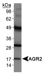 AGR2 Antibody - AGR2 Antibody - Western Blot on human stomach lysate.  This image was taken for the unconjugated form of this product. Other forms have not been tested.