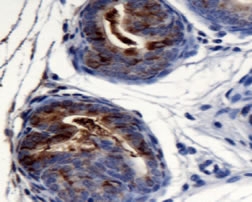 AGR2 Antibody - Detection of AGR2 in mouse prostate.  This image was taken for the unconjugated form of this product. Other forms have not been tested.