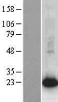AGR2 Protein - Western validation with an anti-DDK antibody * L: Control HEK293 lysate R: Over-expression lysate