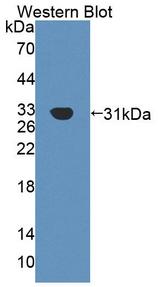 AGRN / Agrin Antibody - Western Blot; Sample: Recombinant protein.