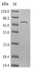 3-phosphoshikimate 1-carboxyvinyltransferase Protein - (Tris-Glycine gel) Discontinuous SDS-PAGE (reduced) with 5% enrichment gel and 15% separation gel.