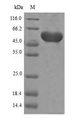 3-phosphoshikimate 1-carboxyvinyltransferase Protein - (Tris-Glycine gel) Discontinuous SDS-PAGE (reduced) with 5% enrichment gel and 15% separation gel.