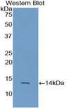 AGRP Antibody - Western blot of recombinant AGRP.  This image was taken for the unconjugated form of this product. Other forms have not been tested.