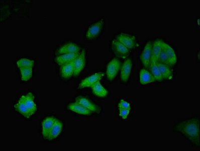 AGT / Angiotensinogen Antibody - Immunofluorescent analysis of HepG2 cells using AGT Antibody at dilution of 1:100 and Alexa Fluor 488-congugated AffiniPure Goat Anti-Rabbit IgG(H+L)