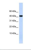 AGT / Angiotensinogen Antibody - Fetal heart lysate. Antibody concentration: 1.0 ug/ml. Gel concentration: 10-20%.  This image was taken for the unconjugated form of this product. Other forms have not been tested.