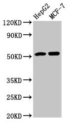 AGT / Angiotensinogen Antibody - Western Blot Positive WB detected in: HepG2 whole cell lysate, MCF-7 whole cell lysate All lanes: AGT antibody at 3.9µg/ml Secondary Goat polyclonal to rabbit IgG at 1/50000 dilution Predicted band size: 54 kDa Observed band size: 54 kDa