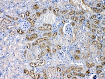 AGT / Angiotensinogen Antibody - IHC testing of FFPE mouse kidney tissue with Angiotensinogen antibody at 1ug/ml. Required HIER: steam section in pH6 citrate buffer for 20 min and allow to cool prior to testing.