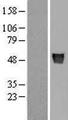 AGT / Angiotensinogen Protein - Western validation with an anti-DDK antibody * L: Control HEK293 lysate R: Over-expression lysate