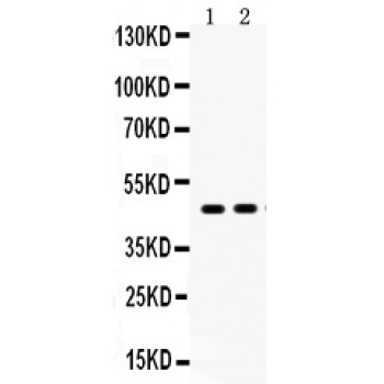 AGTR1 / AT1 Receptor Antibody - AGTR1 antibody Western blot. All lanes: Anti AGTR1 at 0.5 ug/ml. Lane 1: HELA Whole Cell Lysate at 40 ug. Lane 2: HEPA Whole Cell Lysate at 40 ug. Predicted band size: 47 kD. Observed band size: 47 kD.