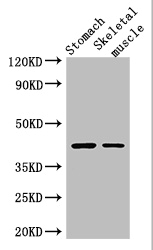 AGTR1 / AT1 Receptor Antibody - Positive WB detected in:Mouse stomach tissue,Mouse skeletal muscle tissue;All lanes: AGTR1 antibody at 3ug/ml;Secondary;Goat polyclonal to rabbit IgG at 1/50000 dilution;Predicted band size: 42 kDa;Observed band size: 42 kDa;