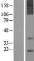 AGTRAP / ATRAP Protein - Western validation with an anti-DDK antibody * L: Control HEK293 lysate R: Over-expression lysate