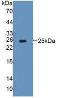 AGXT / SPT Antibody - Western Blot; Sample: Recombinant AGXT, Rat.