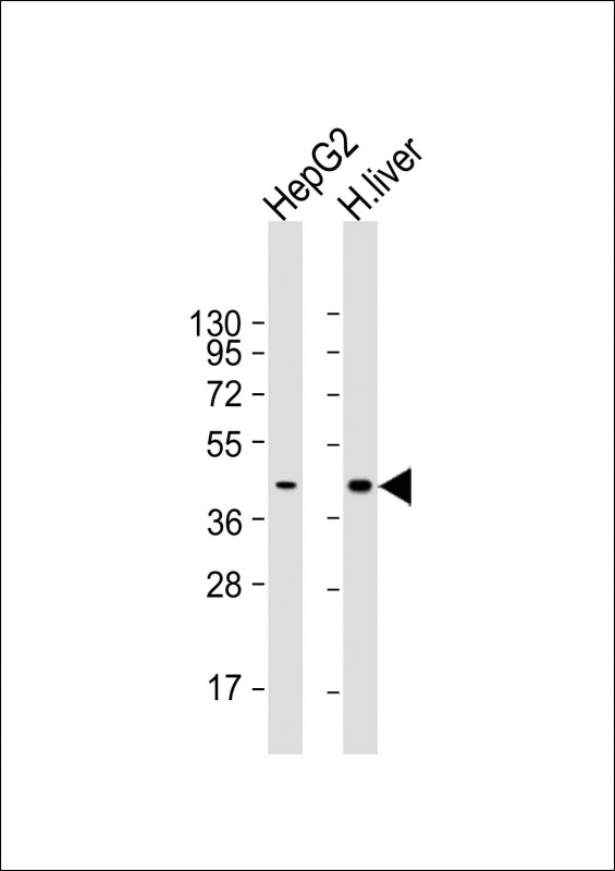AGXT / SPT Antibody - All lanes: Anti-AGXT Antibody at 1:1000-1:2000 dilution Lane 1: HepG2 whole cell lysate Lane 2: human liver lysate Lysates/proteins at 20 µg per lane. Secondary Goat Anti-mouse IgG, (H+L), Peroxidase conjugated at 1/10000 dilution. Predicted band size: 43 kDa Blocking/Dilution buffer: 5% NFDM/TBST.