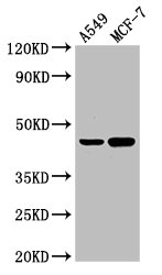 AGXT / SPT Antibody - Positive Western Blot detected in A549 whole cell lysate, MCF-7 whole cell lysate. All lanes: Agxt antibody at 3 µg/ml Secondary Goat polyclonal to rabbit IgG at 1/50000 dilution. Predicted band size: 46, 44 KDa. Observed band size: 46 KDa