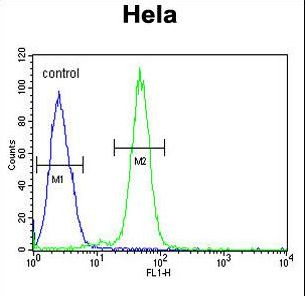 AGXT2 Antibody - AGXT2 Antibody flow cytometry of HeLa cells (right histogram) compared to a negative control cell (left histogram). FITC-conjugated goat-anti-rabbit secondary antibodies were used for the analysis.