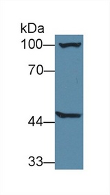 AGXT2 Antibody - Western Blot; Sample: Mouse Liver lysate; Primary Ab: 1µg/ml Rabbit Anti-Mouse AGXT2 Antibody Second Ab: 0.2µg/mL HRP-Linked Caprine Anti-Rabbit IgG Polyclonal Antibody