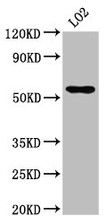 AGXT2 Antibody - Positive Western Blot detected in LO2 whole cell lysate. All lanes: AGXT2 antibody at 4.9 µg/ml Secondary Goat polyclonal to rabbit IgG at 1/50000 dilution. Predicted band size: 58, 50 KDa. Observed band size: 58 KDa
