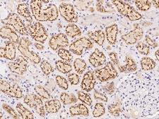 AGXT2 Antibody - Immunochemical staining of human AGXT2 in human kidney with rabbit polyclonal antibody at 1:500 dilution, formalin-fixed paraffin embedded sections.