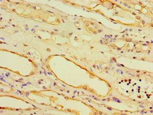 AHCYL1 / DCAL Antibody - Immunohistochemistry of paraffin-embedded human kidney using antibody at 1:100 dilution.