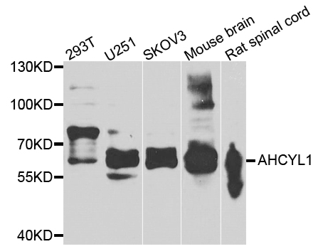 AHCYL1 / DCAL Antibody - Western blot analysis of extracts of various cell lines.