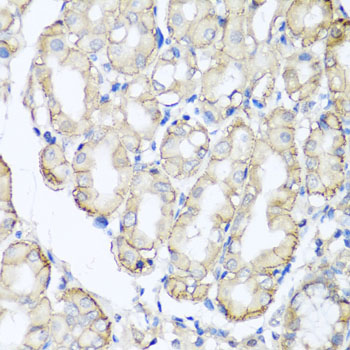 AHCYL1 / DCAL Antibody - Immunohistochemistry of paraffin-embedded human stomach tissue.