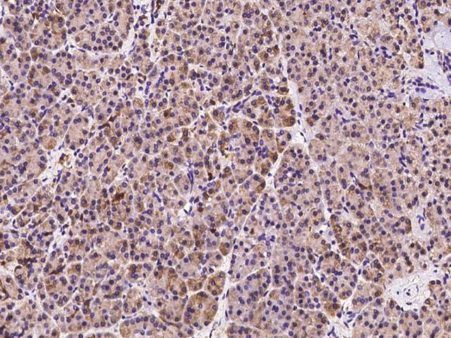 AHCYL1 / DCAL Antibody - Immunochemical staining of human AHCYL1 in human pancreas with rabbit polyclonal antibody at 1:500 dilution, formalin-fixed paraffin embedded sections.I